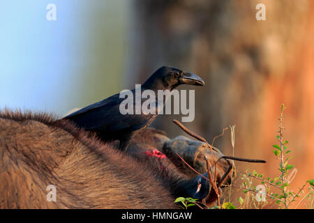 Casa Crow, (Corvus splendens), alimentazione per adulti sul pregiudizio di rotture di corno di bufalo d'acqua, Bundala Nationalpark, Sri Lanka, Asia Foto Stock