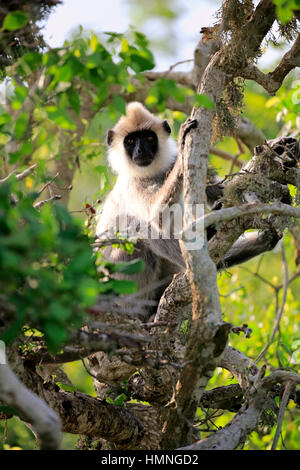 Tufted Langur grigio, (Semnopithecus priamo), subadult su albero, Yala Nationalpark, Sri Lanka, Asia Foto Stock