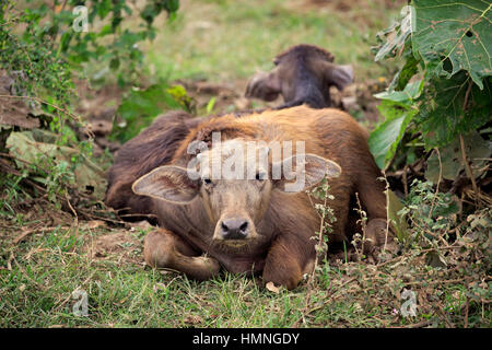 Wild Water Buffalo, (Bubalus arnee), Giovani in appoggio, Udawalawe Nationalpark, Sri Lanka, Asia Foto Stock