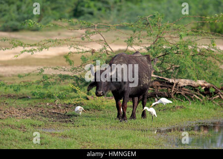 Bufalo d'acqua, (Bubalis bubalis), Adulto con airone guardabuoi, (Bubulcus ibis), Bundala Nationalpark, Sri Lanka, Asia Foto Stock