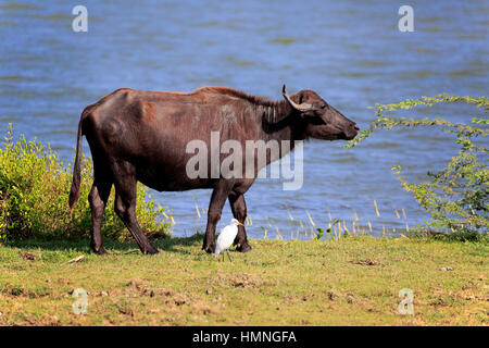 Bufalo d'acqua, (Bubalis bubalis), adulto in acqua con airone guardabuoi, (Bubulcus ibis), Bundala Nationalpark, Sri Lanka, Asia Foto Stock