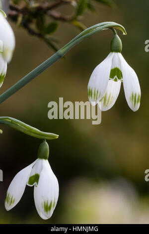 Contrassegni di colore verde su i petali esterni del modulo selezionato della Crimea, snowdrop Galanthus plicatus 'Verdone' Foto Stock