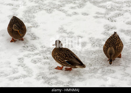 Il bianco della neve, ci sono tre etki selvatici in cerca di cibo Foto Stock