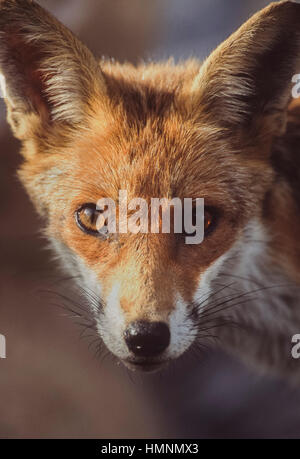 La volpe rossa, (Vulpes vulpes vulpes), vixen , Londra, Regno Unito Foto Stock