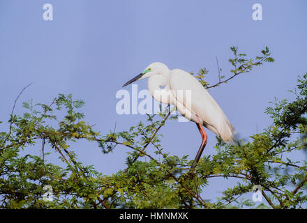 Garzetta intermedia (Mesophoyx intermedia), uccello adulto con piumaggio di allevamento,Keoladeo Ghana Parco Nazionale,Bharatpur,Rajasthan,l'India Foto Stock