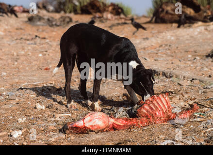 Cani selvatici intorno che assorbe un animale discarica di rifiuti, Rajasthan, India Foto Stock