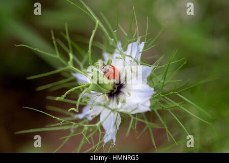 Red Ladybug su un fiore blu- close up Foto Stock