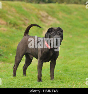 Sharpei Foto Stock