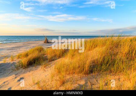 Erba sulle dune di sabbia nel tramonto colori dorati sulla spiaggia Leba, Mar Baltico, Polonia Foto Stock