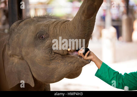 Rimasto orfano Baby Elephant è alimentata con latte Foto Stock