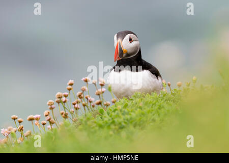 Atlantic Puffin (Fratercula arctica) adulto, piedi tra mare fioritura parsimonia, grande Saltee, Isole Saltee, Irlanda. Foto Stock