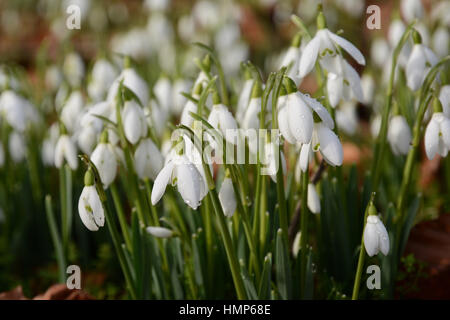 Snowdrops Foto Stock