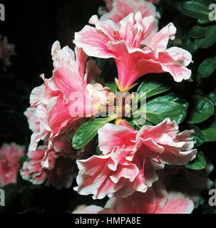 Azalea indiana (Rhododendron simsii o Rhododendron indicum), Ericaceae. Foto Stock