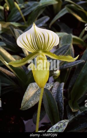 Venere' Pantofola Paphiopedilum (sp), Orchidaceae. Foto Stock
