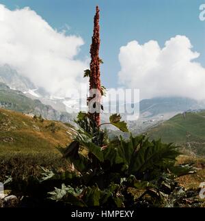 Rabarbaro Cinese (Rheum palmatum), poligonacee. Foto Stock