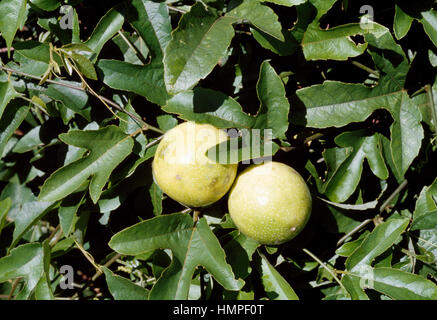 Acqua viola-succo di limone o di frutto della passione (Passiflora edulis), Passifloraceae. Foto Stock