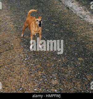 Cane che abbaia sulla strada Foto Stock