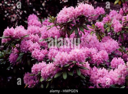 Catawba rododendro o rosebay Catawba (Rhododendron catawbiense), Ericaceae. Foto Stock