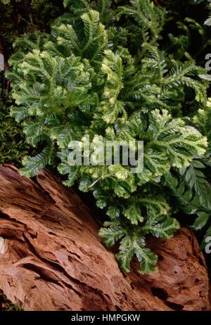 Martens Spike Moss (Selaginella martensii), Selaginellaceae. Foto Stock