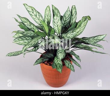 Philippine-evergreen (Aglaonema commutatum Treubii), Araceae. Foto Stock