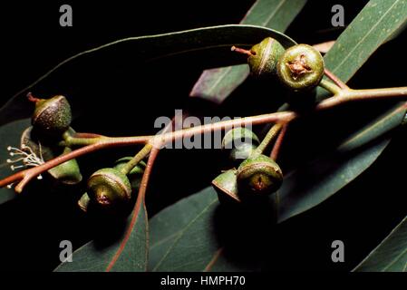 Eucalipto foglie e frutta (Eucalyptus globulus), Myrtaceae. Foto Stock