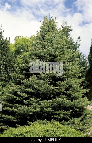 Botanica - Alberi - Pinaceae - Abete (Picea pungens viridis) Foto Stock