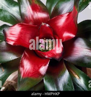 Il rossore bromeliad (Neoregelia carolinae Meyendorffii), Bromeliaceae. Foto Stock