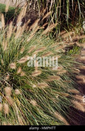 Pennisetum cinese, Fontana di Nana di erba o di coda di volpe erba Fontana (Pennisetum alopecuroides), Poaceae. Foto Stock