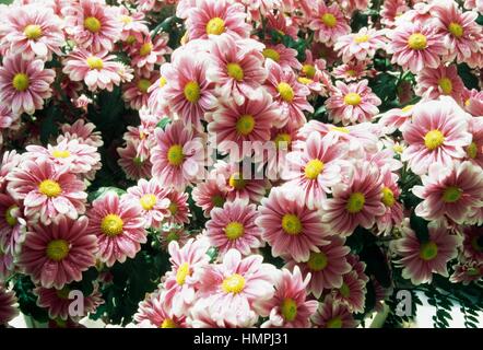 Mamme (crisantemo Harlekijn Kino), Asteraceae. Foto Stock