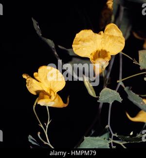 Touch-me-non Balsamo, giallo balsamo, Jewelweed o selvatico (Balsamina Impatiens noli-tangere), Balsaminaceae. Foto Stock