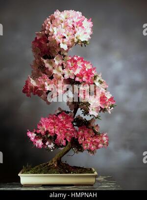 Indiano bonsai di azalea (Rhododendron simsii o Rhododendron indicum), Ericaceae. Foto Stock