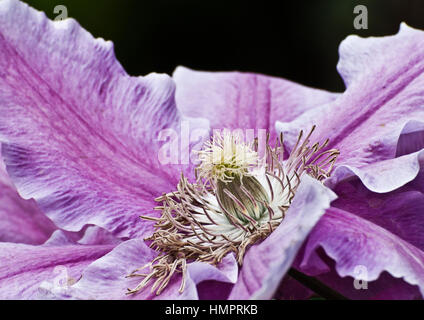 Clematis fiore in piena fioritura. Foto Stock