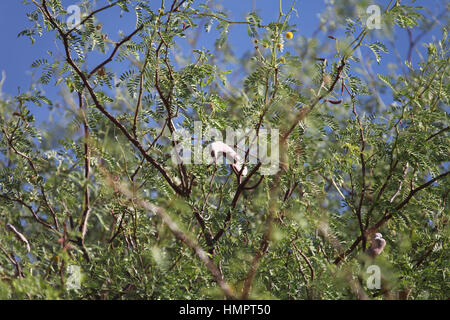 Camel Thorn Tree in Namibia Foto Stock
