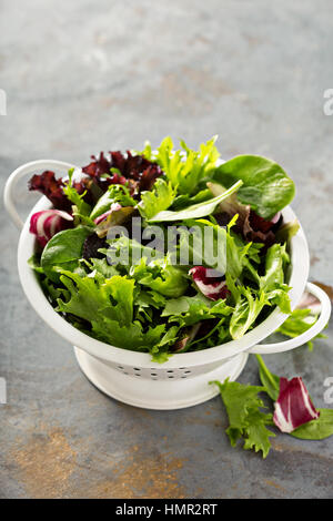 Fresco verde primavera mix di foglie di insalata in un collander Foto Stock