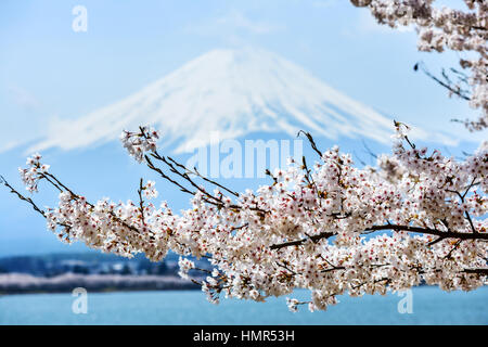 Il viaggio in Giappone - Il bianco fiori di sakura nella parte anteriore del Fuji Foto Stock