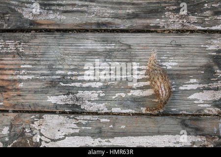 Cactus essiccato sul vecchio plance peeling paint Foto Stock