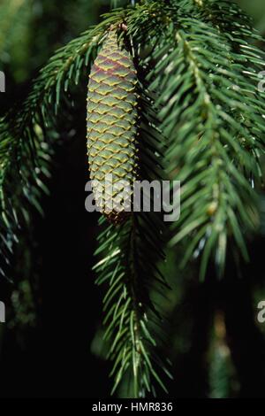Tiger-Tail Abete (Picea torano o polita), Pinaceae. Foto Stock