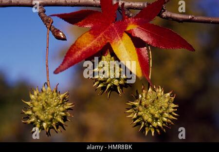 American sweetgum ramo con foglie e teste di seme (Liquidambar styraciflua), Hamamelidaceae-Altingiaceae. Foto Stock