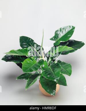 Lancia Philodendron foglia (Philodendron hastatum), Araceae. Foto Stock
