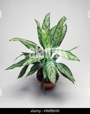 Philippine-evergreen (Aglaonema commutatum), Araceae. Foto Stock