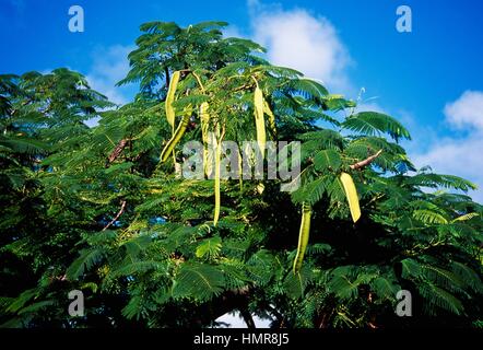 Java Cassia (Cassia javanica), Fabaceae-Leguminosae. Dettaglio. Foto Stock