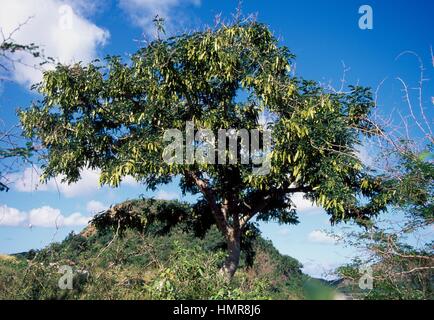 Java Cassia, Fabaceae-Leguminosae. Foto Stock