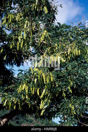 Java Cassia, Fabaceae-Leguminosae. Dettaglio. Foto Stock