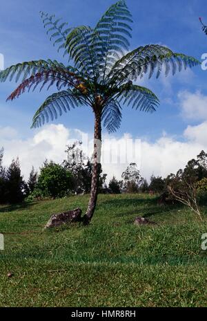 Blue Tree Fern (Cyathea contaminans), Cyatheaceae. Foto Stock