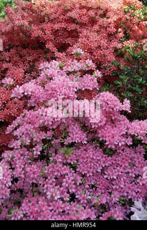 Azalea indiana (Rhododendron simsii o Rhododendron indicum), Ericaceae. Foto Stock