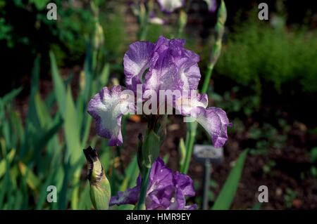Barbuto (Iris Iris ballerino velo), Iridaceae, il castello di Sissinghurst, Regno Unito. Foto Stock
