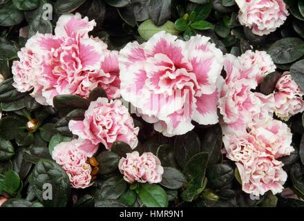 Azalea indiana (Rhododendron simsii o Rhododendron indicum), Ericaceae. Foto Stock