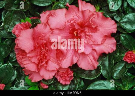 Azalea indiana (Rhododendron simsii o Rhododendron indicum), Ericaceae. Foto Stock