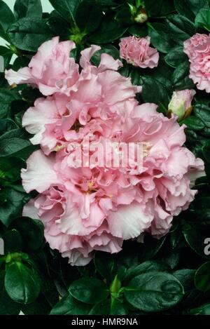 Azalea indiana (Rhododendron simsii o Rhododendron indicum), Ericaceae. Foto Stock
