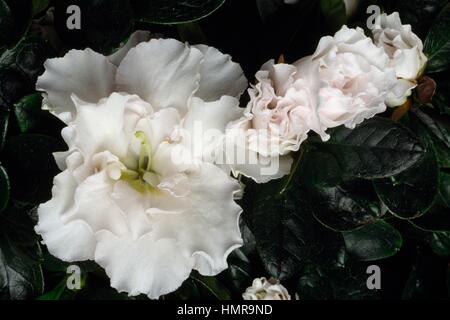 Azalea indiana (Rhododendron simsii o Rhododendron indicum), Ericaceae. Foto Stock